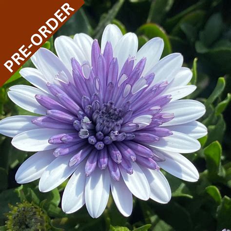 Prezimovacie miesto pre osteospermum