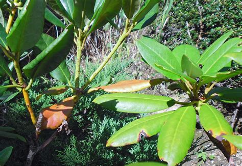 Foto: Poškodené listy rododendronu od lalokonosca ryhovaného