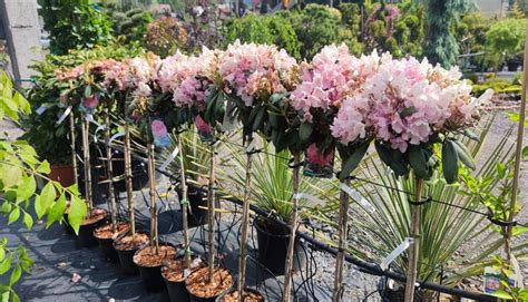 Foto: Rododendron v ozdobnom kvetináči na terase