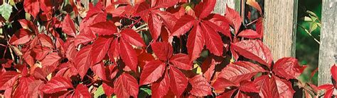 Jesenné sfarbenie listov paviniča trojlaločného pred opadom