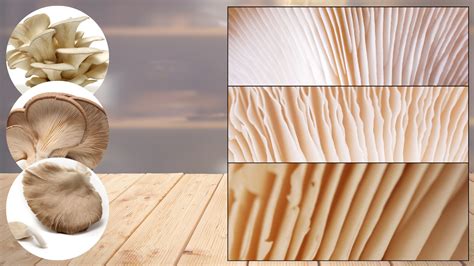 Ilustrácia troch druhov húb: šampiňón, shiitake a hliva ustricová.