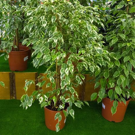 Obrázok listov Ficus benjamina a Ficus elastica