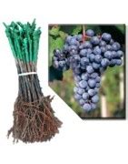 Detail strapca ružového viniča odrody Tereza