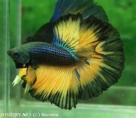 Obrázok ryby bojovnice pestrá (Betta splendens)