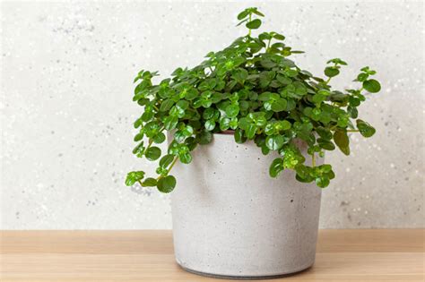 Pilea depressa vysadená v sklenenom teráriu.