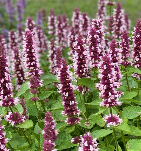 Ilustračná fotografia náprstníka s kvetnými klasmi