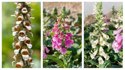 Detailné foto kvetov náprstníka rôznych farieb