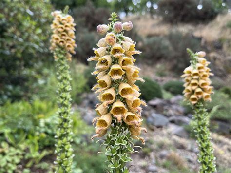 Schéma životného cyklu dvojročnej rastliny (náprstník)