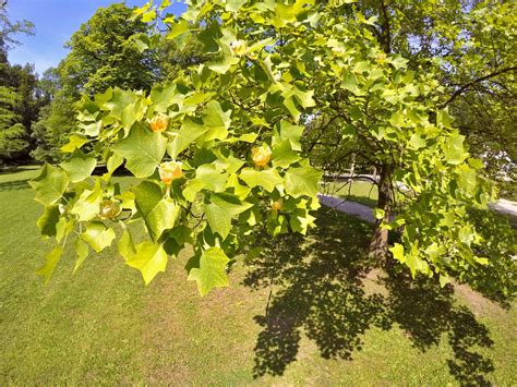ilustrácia mladého, neujatého broskyňového stromu s opadávajúcimi listami