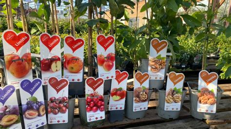 tabuľka porovnávajúca rôzne podpníky pre broskyne (GF-677, mandľový semenáč, St. Julien) s ich vlastnosťami pre rôzne pôdy a klímu