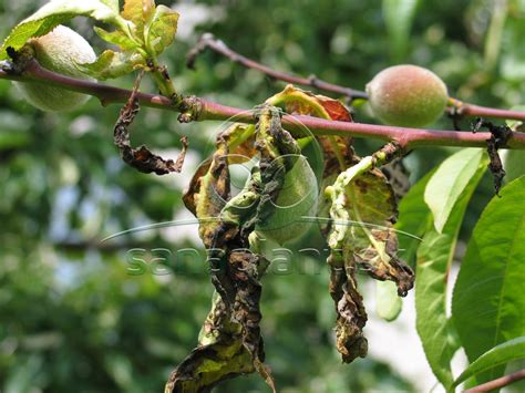 kompozícia fotografií rôznych chorôb broskyne (kučeravosť listov, dierkovitosť, glejotok, monilióza)
