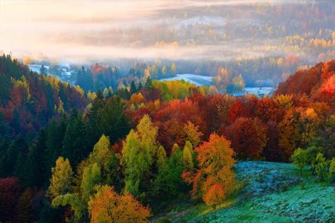 jesenný les posiaty medvedím cesnakom