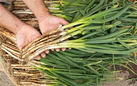 Schéma sadenia zimnej cibule