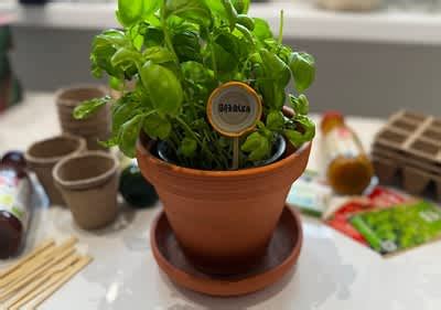 Kreatívne zasadené bylinky v recyklovaných nádobách