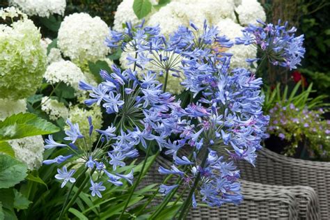 Rastlina agapanthus s charakteristickými modrými guľovitými súkvetiami a dlhými zelenými listami