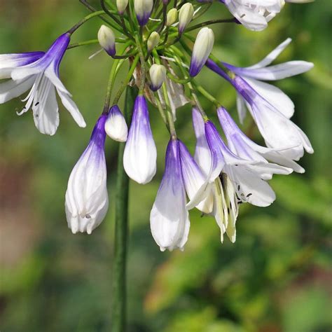 Detail koreňového systému agapanthus ukazujúci jeho hustotu a tendenciu zaplniť celý kvetináč