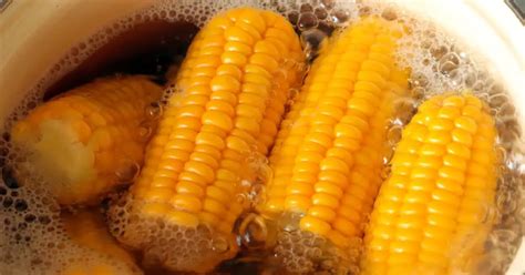 Ilustrácia zrelých klasov kukurice s hnednúcimi vlásočnicami