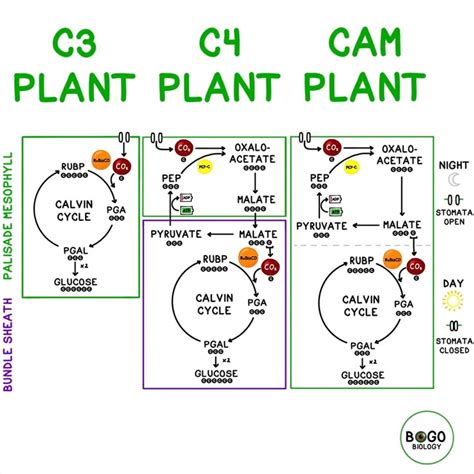 Infografika porovnávajúca C3 a C4 rastliny (kukurica ako príklad C4 rastliny)