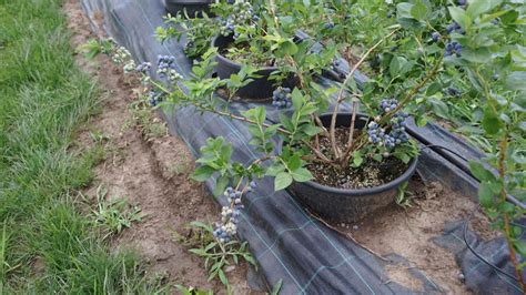 Úroda jahôd pestovaných v závesných nádobách