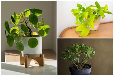 Ilustračné foto presádzania rastliny