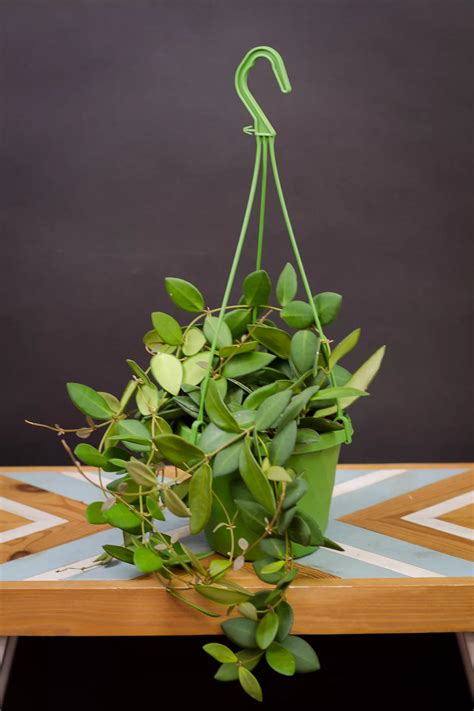 Foto dichondry v závesnom kvetináči