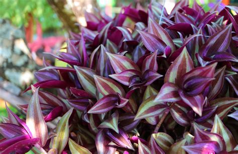 Detail listov Tradeskancie s rôznymi farebnými variáciami a panašovaním