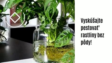 Stonkové odrezky Tradeskancie vo vode s vyrastajúcimi korienkami