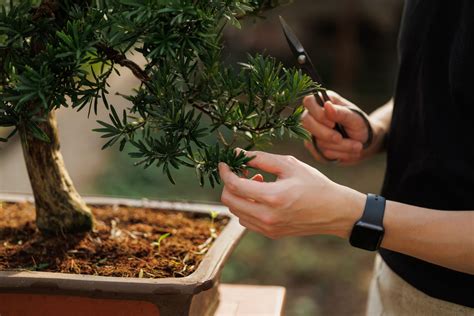 Ilustrácia rôznych druhov stromov vhodných na pestovanie bonsajov.