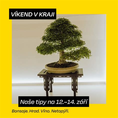 Názorná ukážka techniky drôtovania bonsajových vetiev.