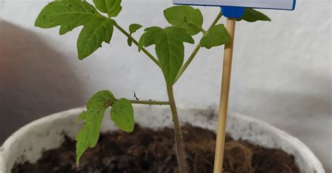 proces sadenia paradajkových priesad do veľkého kvetináča