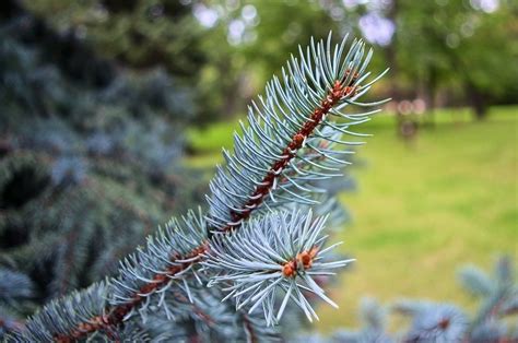 fotografia detailu modrého ihličia smreka pichľavého