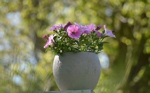 Eustoma v kvetináči na parapete