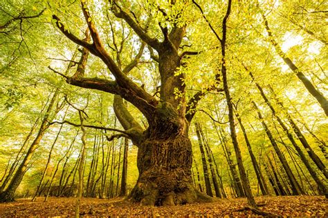 strom drieňa obyčajného s plodmi