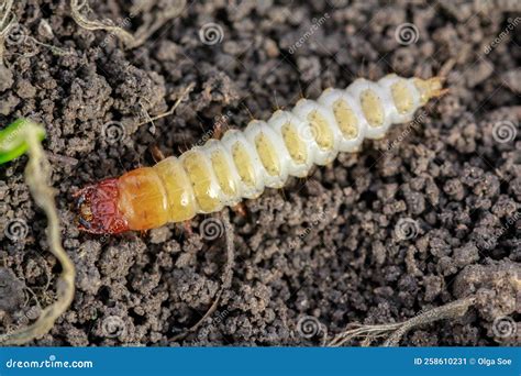 Larva Hrbáča obilného (Zabrus tenebrioides) v pôde