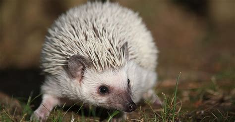Fotografia dospelého ježka afrického bielobruchého