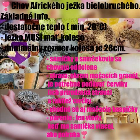 Nákres ideálneho terária pre ježka afrického bielobruchého