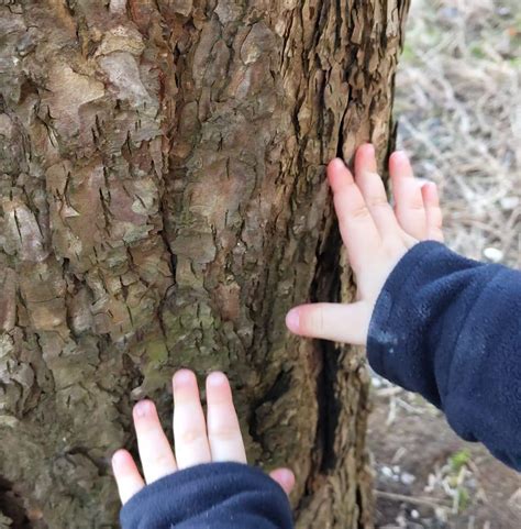 Schematické znázornenie správnej hĺbky výsadby zeleru, kde je viditeľné, že koreňový krčok nie je zakrytý zeminou.