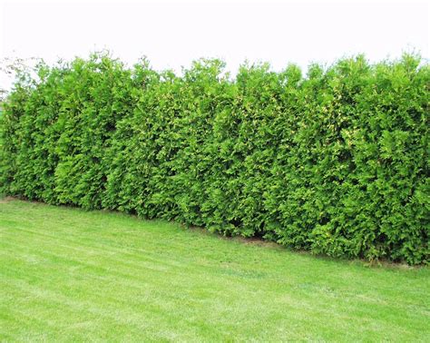 Ilustračná fotografia Tuja Brabant v záhrade