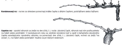 Schéma dvojdrôtia na vedenie mladých letorastov viniča