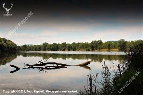 Fotografia majestátnej vŕby bielej pri vode