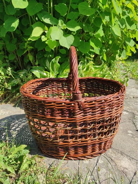 Fotografia vŕbového prútia použitého na košikárstvo alebo živý plot