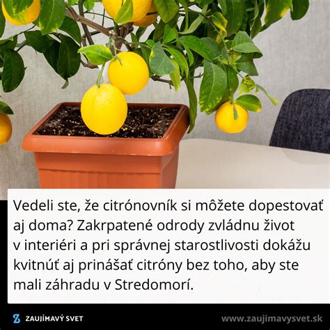 Ilustrácia: Krík lulo v kvetináči v interiéri