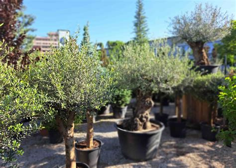 Ilustrácia olivovníka v typickom stredomorskom prostredí