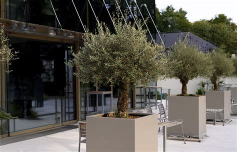 Olivovník zasadený vo veľkom keramickom kvetináči na terase