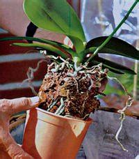 Detail koreňového balu olivovníka pri presádzaní