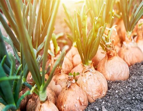 schematické znázornenie správnej zálievky cibule počas vegetačného obdobia