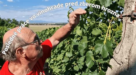 Vinice s dozrievajúcim hroznom pred zberom