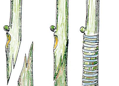 Schéma rezu cibuľky hyacintu na kríž pre vegetatívne rozmnožovanie