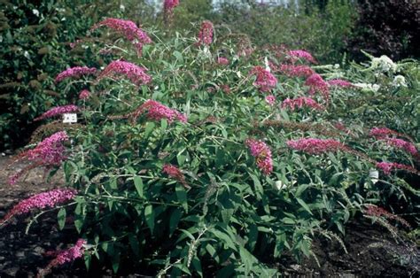 Motýlí kvet pestovaný vo veľkej nádobe na terase