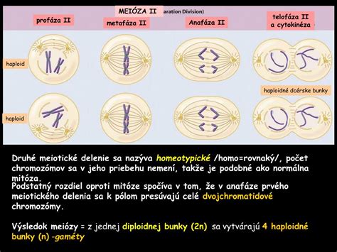 Schéma gametogenézy: prechod z diploidnej bunky (2n) na haploidné gaméty (n) prostredníctvom meiózy
